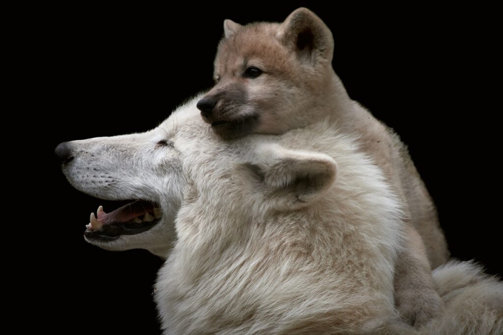 Un cucciolo di lupo artico con la sua mamma