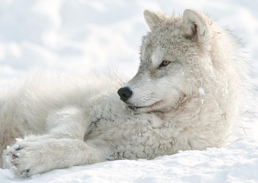 Un lupo artico disteso sulla neve