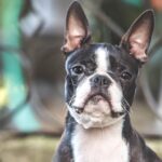 Mantenere in salute gli occhi di cani e gatti è importante per il loro benessere