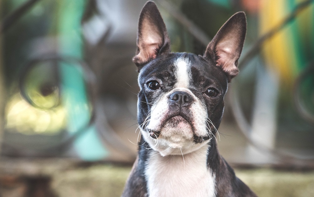 Mantenere in salute gli occhi di cani e gatti è importante per il loro benessere
