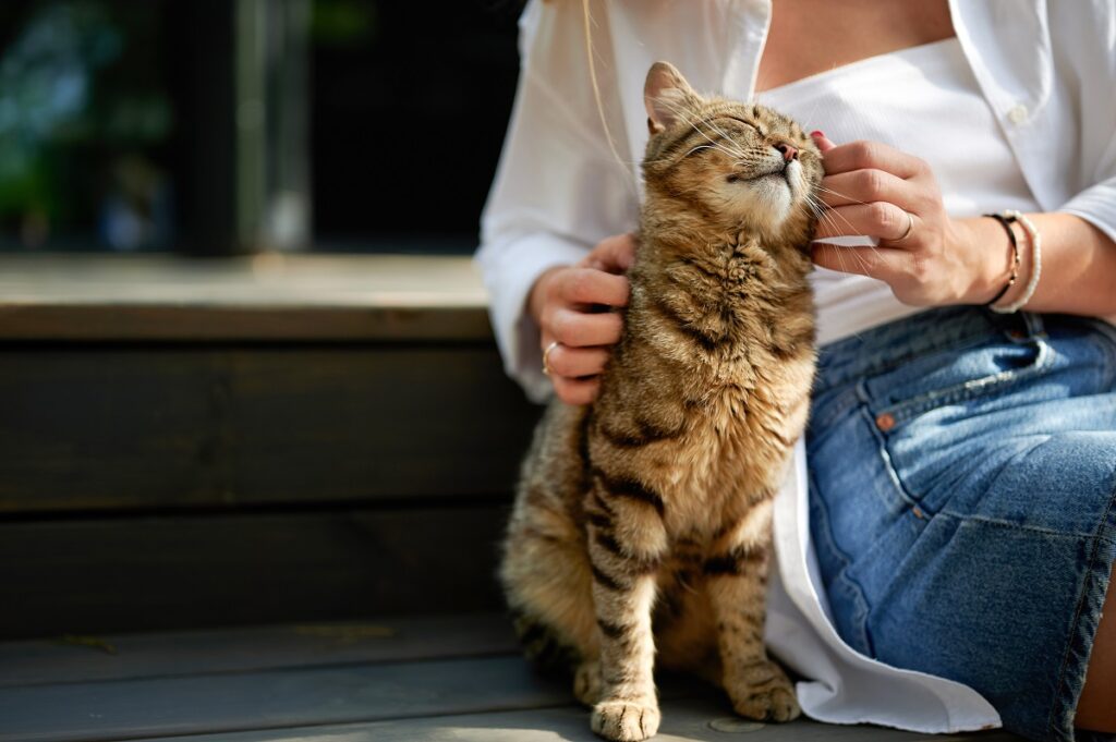 Una donna accarezza un gatto che fa le fusa