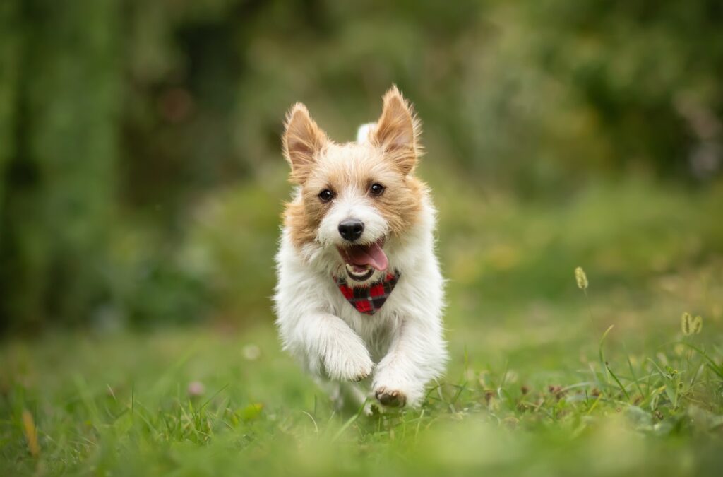 Un cane corre felice in mezzo a un prato