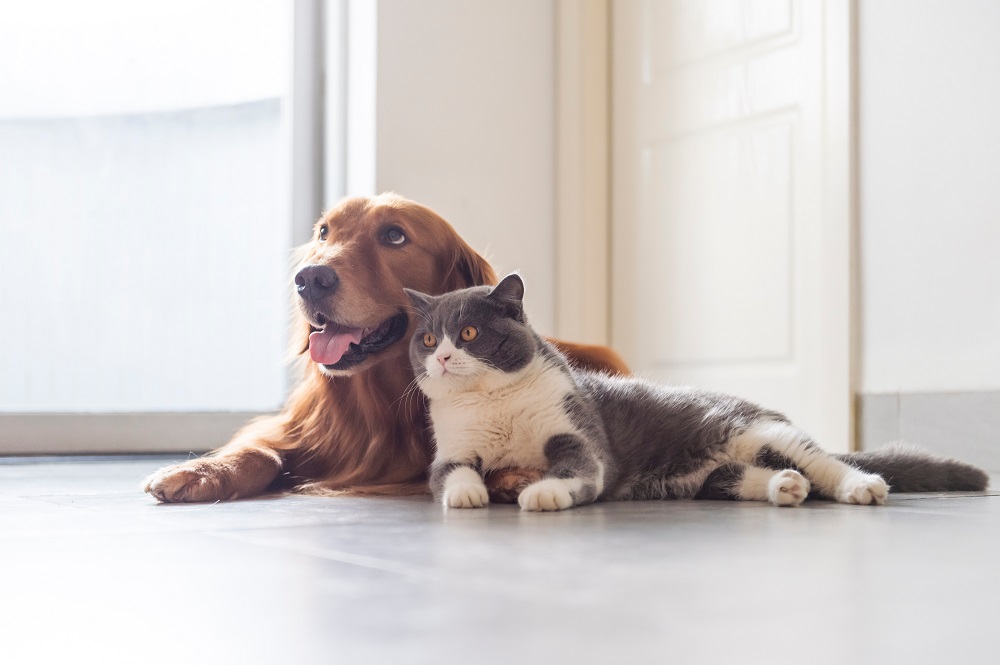 Cani, gatti e altri pet sono festeggiati dai loro proprietari in occasione del Pet Day