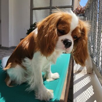 Carica e Vota - Luglio 2025