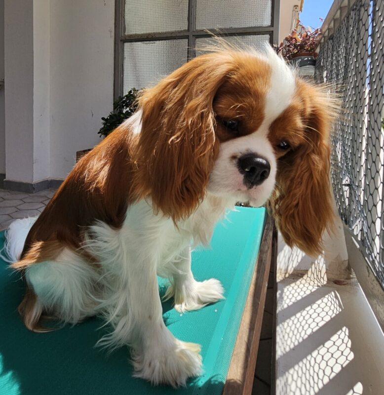 Carica e Vota - Luglio 2025