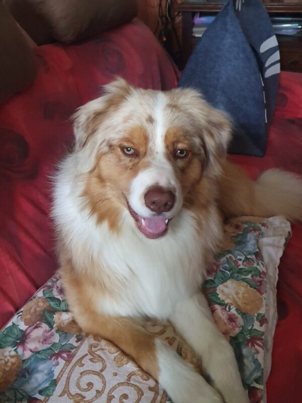 Carica e Vota - Luglio 2025