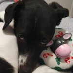 Carica e Vota - Luglio 2025