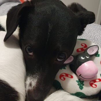 Carica e Vota - Luglio 2025