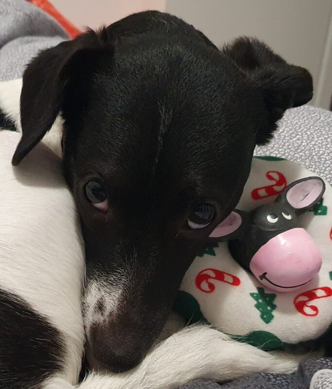 Carica e Vota - Luglio 2025