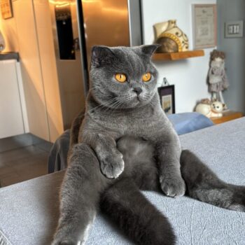 Carica e Vota - Luglio 2025