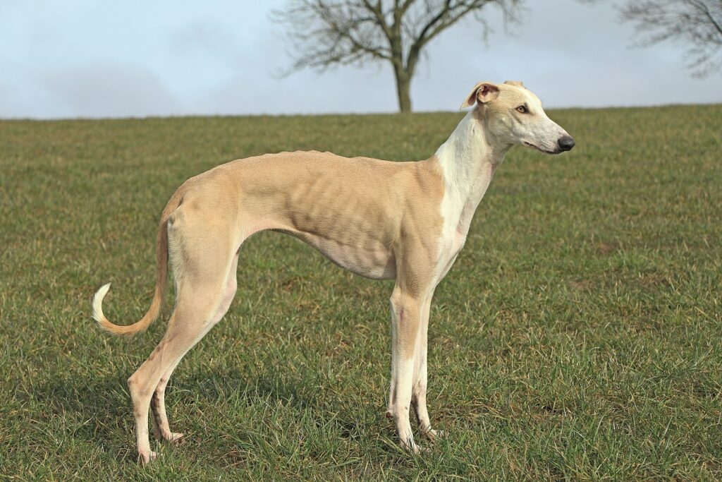 Un Greyhound fermo in mezzo a un prato 