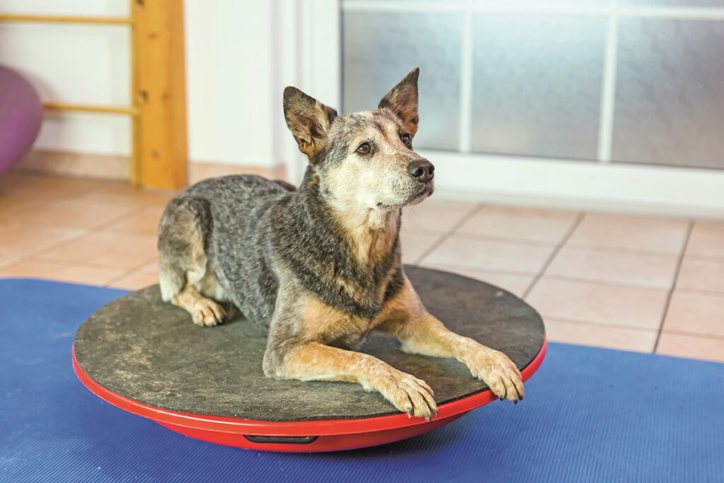 Fido ha dolore alle articolazioni…