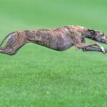 Un Greyhound corre velocissimo su un prato verde