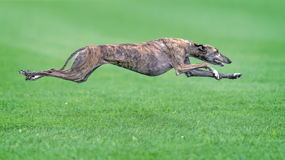 Un Greyhound corre velocissimo su un prato verde