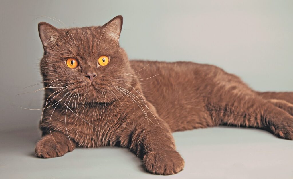 Un esemplare di British Shorthair  disteso per terra