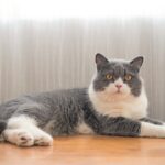Un esemplare di British Shorthair disteso su un tavolo