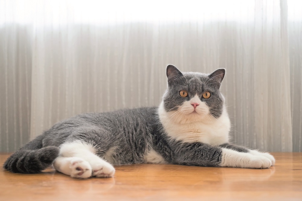 Un esemplare di British Shorthair disteso su un tavolo