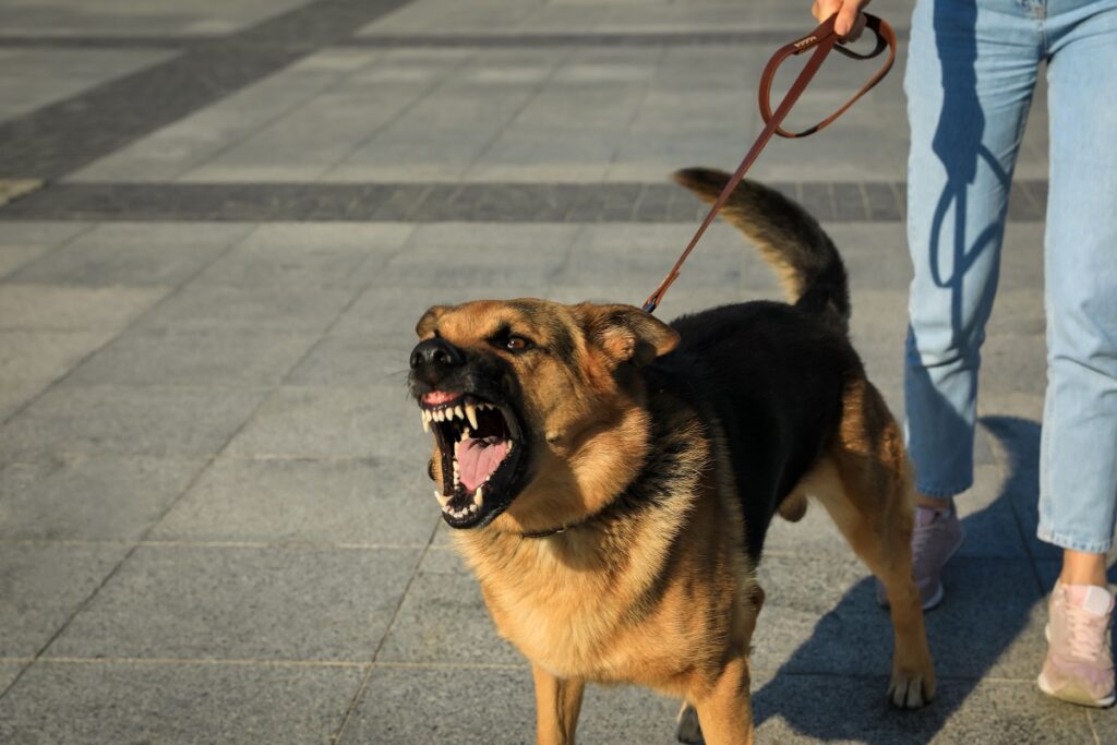 Un cane, tenuto al guinzaglio dalla sua proprietaria, abbaia rabbioso 