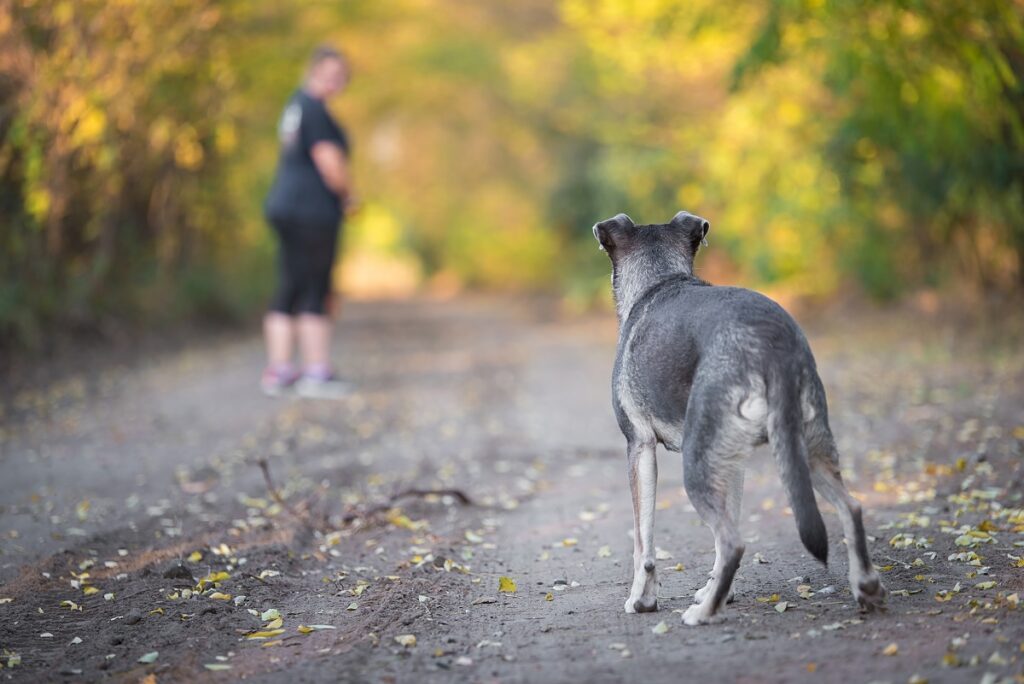 Un cane viene addestrato in una foresta