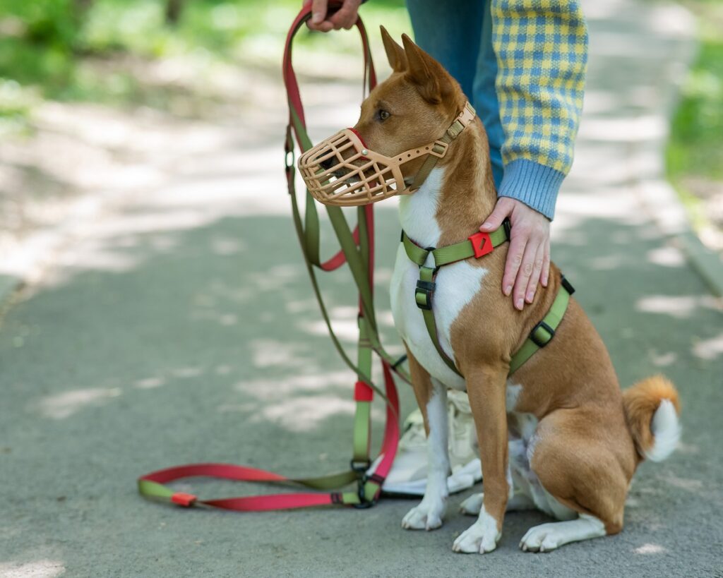 Un cane con guinzaglio e museruola seduto per terra accanto al suo proprietario