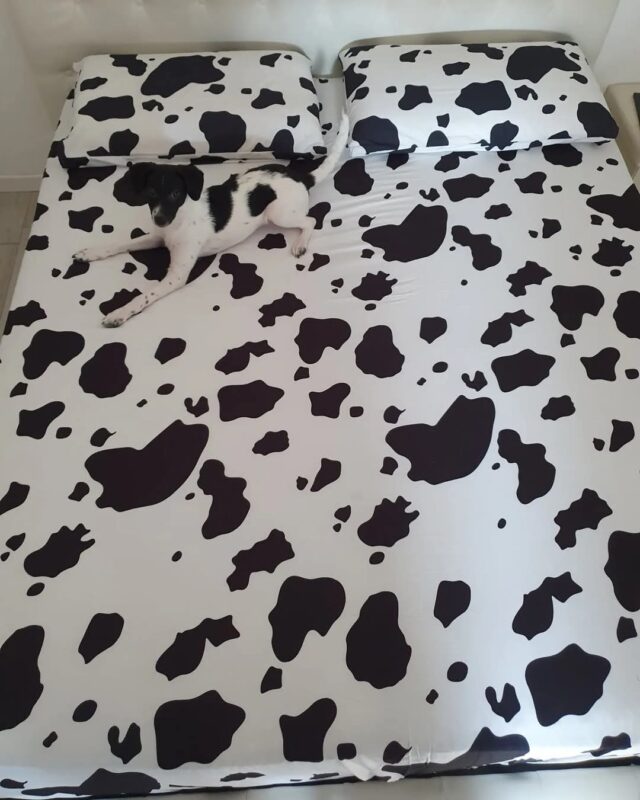 Carica e Vota - Luglio 2025