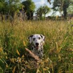 Carica e Vota - Luglio 2025