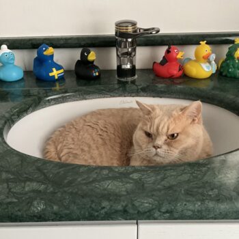 Carica e Vota - Luglio 2025