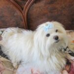 Carica e Vota - Luglio 2025