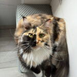 Carica e Vota - Luglio 2025