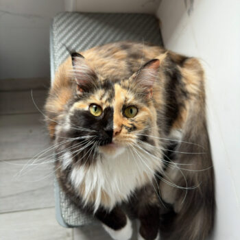 Carica e Vota - Luglio 2025