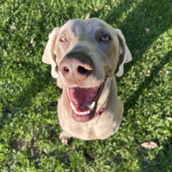 Carica e Vota - Luglio 2025