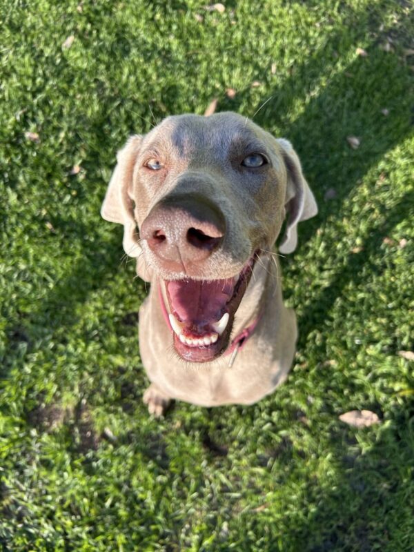 Carica e Vota - Luglio 2025