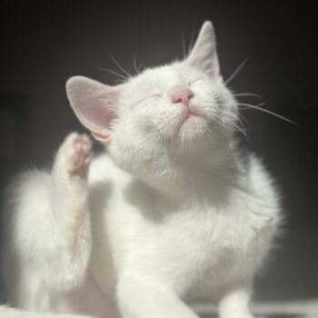 Carica e Vota - Luglio 2025