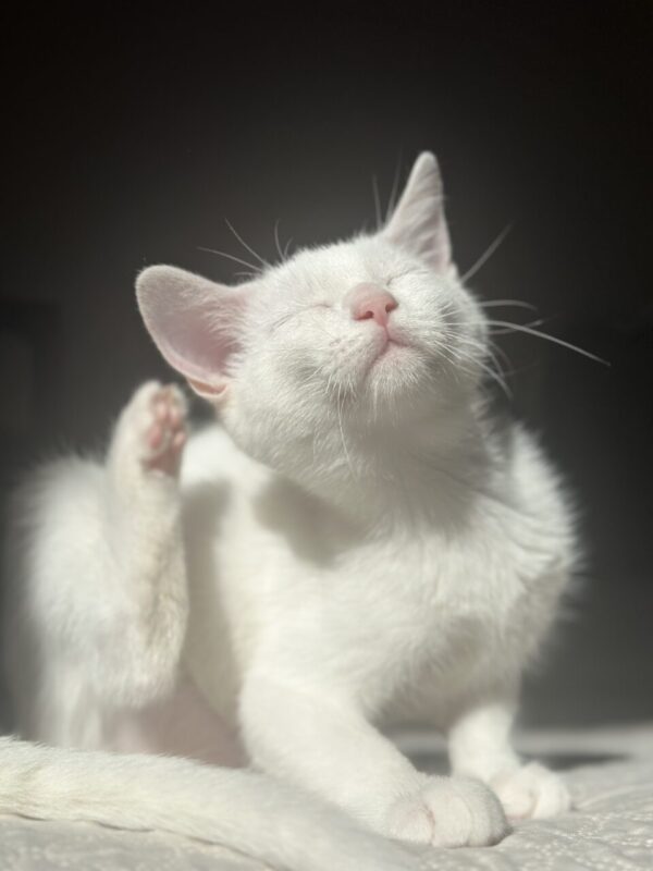 Carica e Vota - Luglio 2025