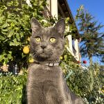 Carica e Vota - Luglio 2025