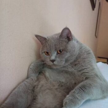 Carica e Vota - Luglio 2025