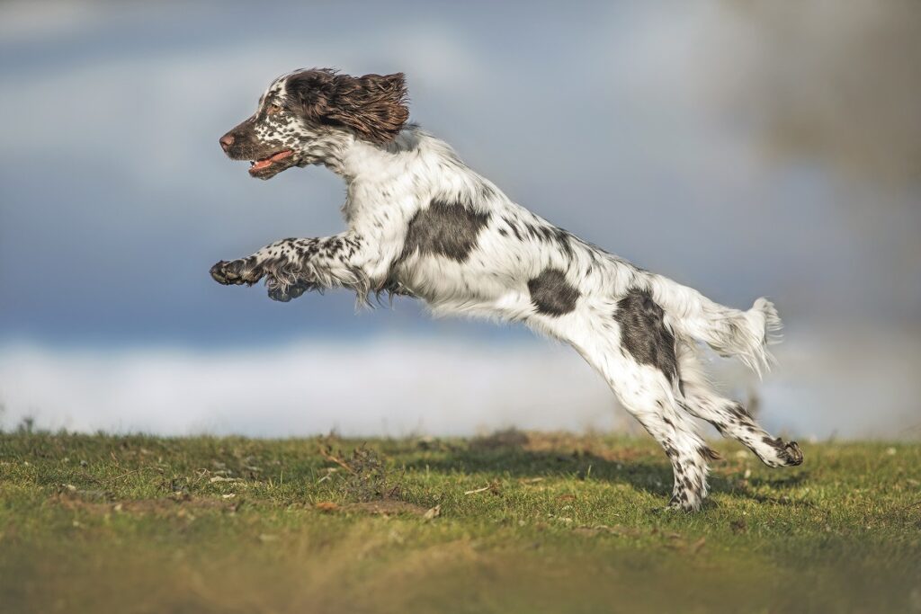 Lo Springer Spaniel Inglese è un cane poliedrico nel lavoro e nello sport 