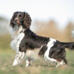 Lo Springer Spaniel Inglese è un cane che vuole compiacere il suo proprietario