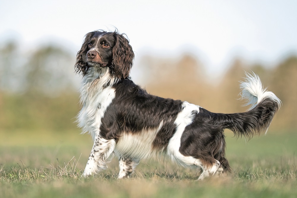 Lo Springer Spaniel Inglese è un cane che vuole compiacere il suo proprietario
