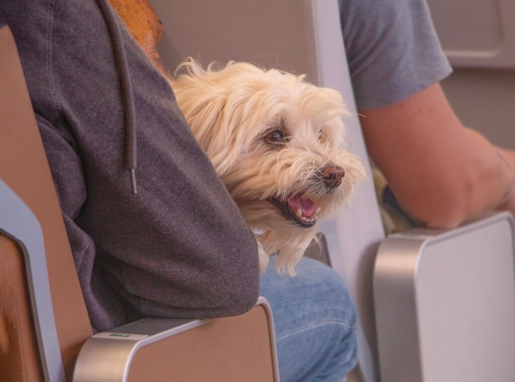 Gli animali domestici in aereo potranno volare in cabina come questo cane seduto sulle gambe del suo proprietario
