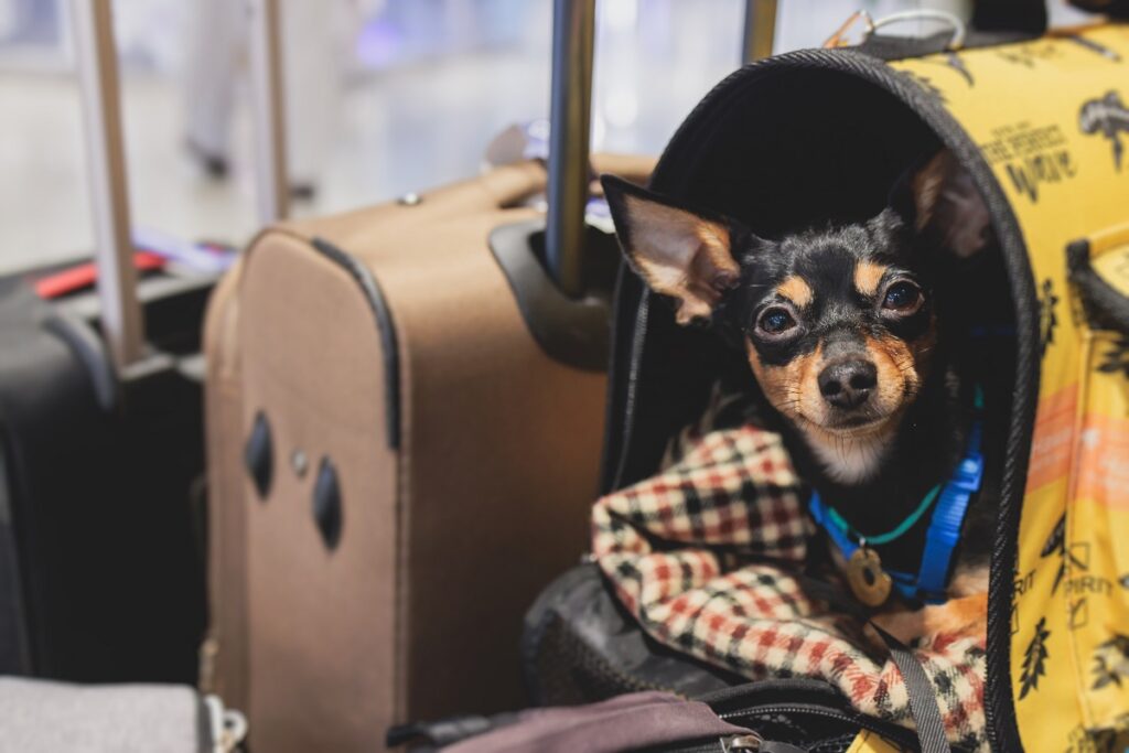 Un cane in aereo seduto all'interno del suo trasportino accanto alle valigie del proprietario 