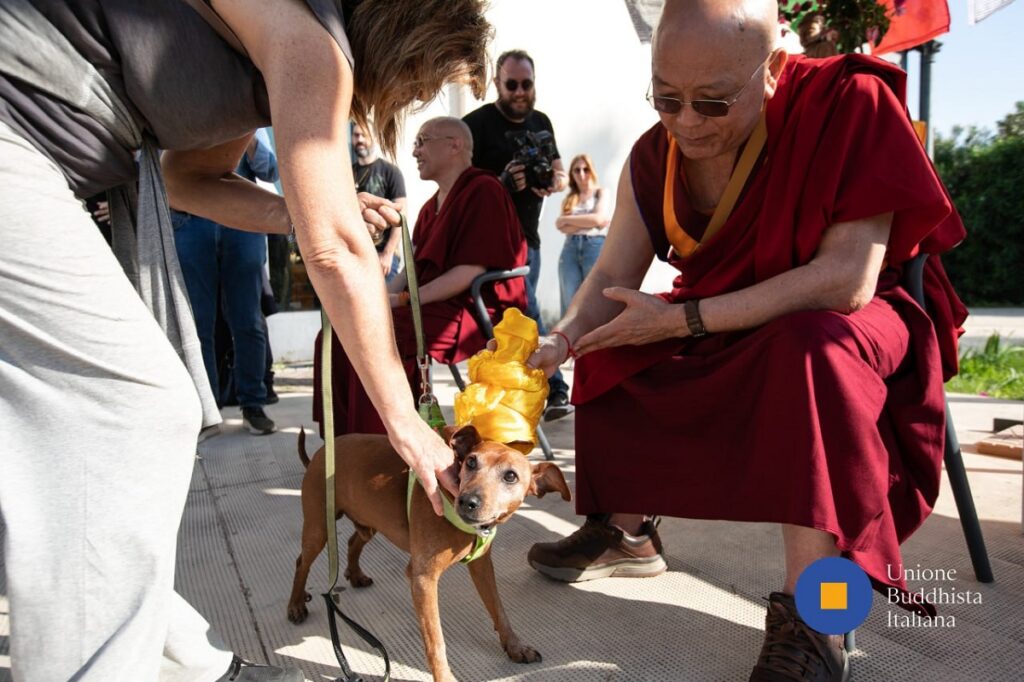 Un cane riceve la benedizione degli animali secondo la tradizione buddhista