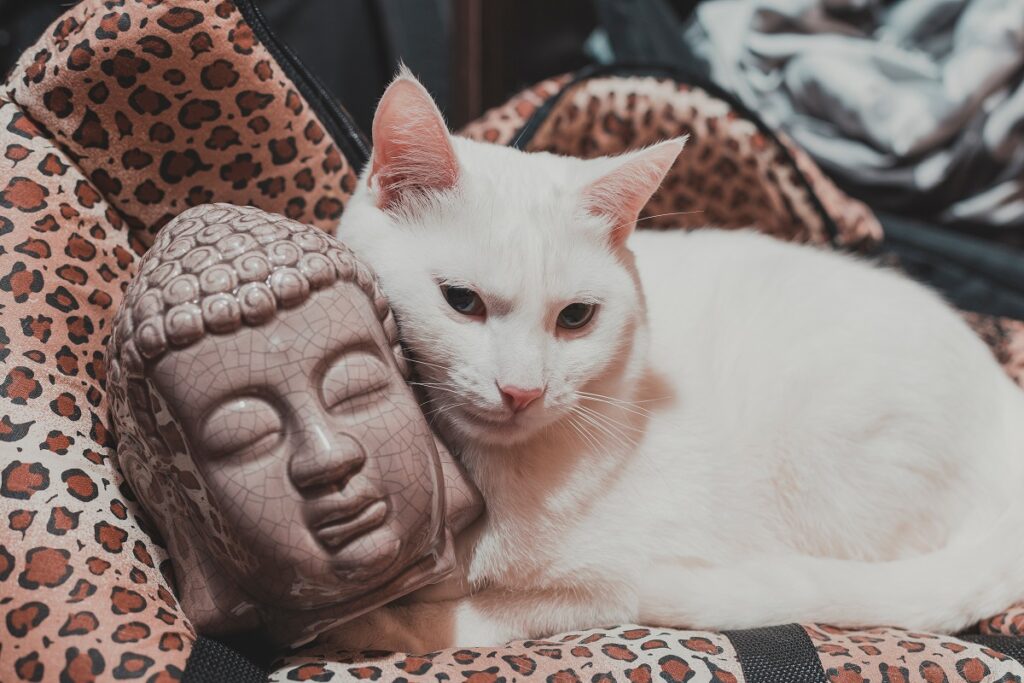 Un gatto disteso accanto a una testa raffigurante il Buddha