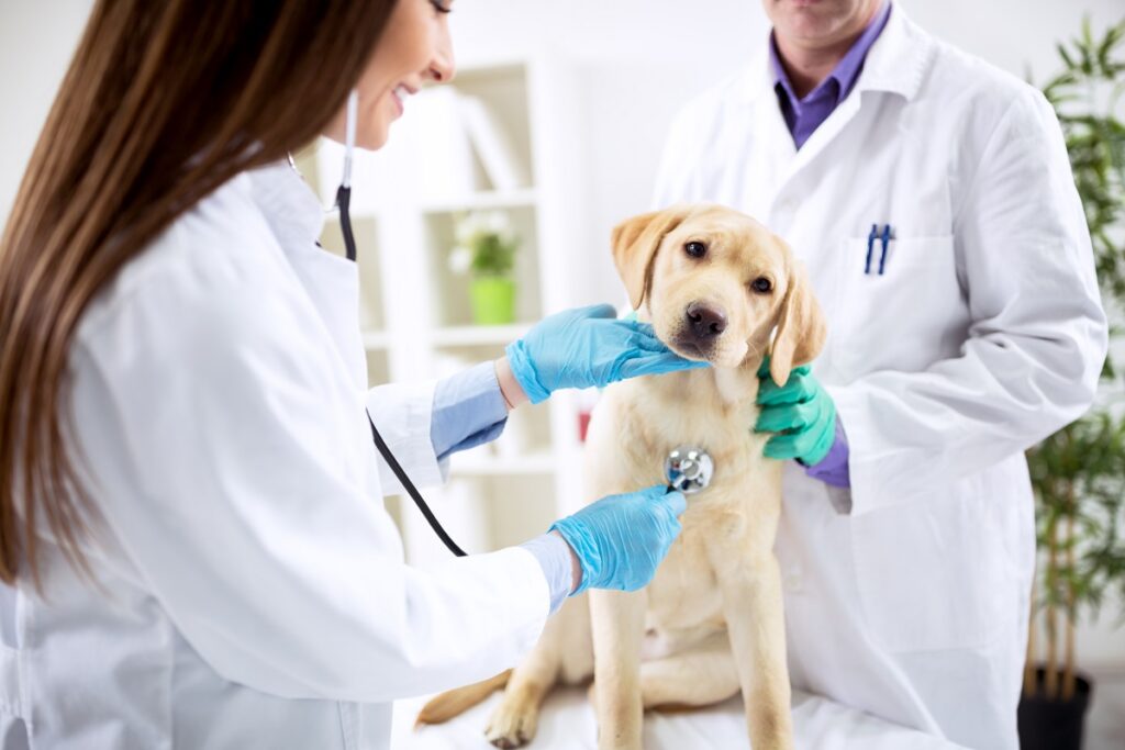 Un cane sottoposto a visita in una clinica veterinaria