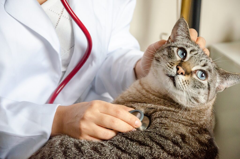 Un gatto in braccio a un veterinario è sottoposto a una visita di controllo