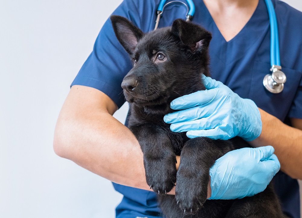 Il bonus animali prevede una detrazione fiscale per spese veterinarie tracciabili
