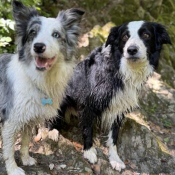 Carica e Vota - Luglio 2025