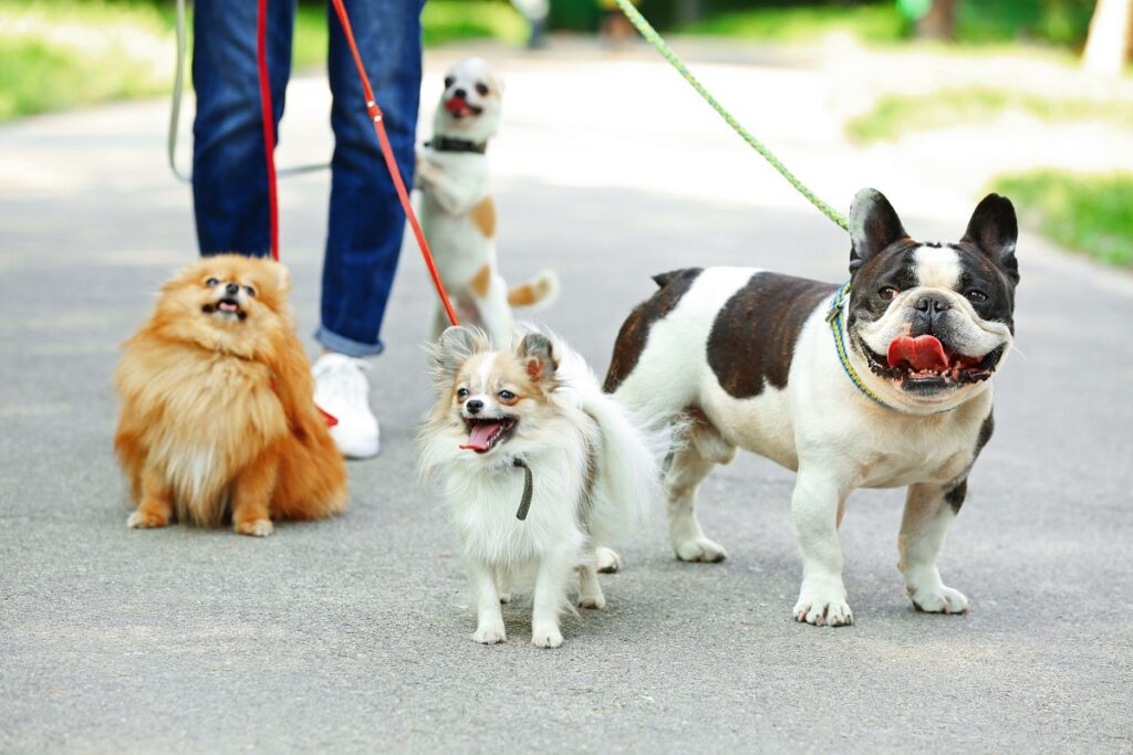 Una dog sitter passeggia per il parco con quattro cani al guinzaglio