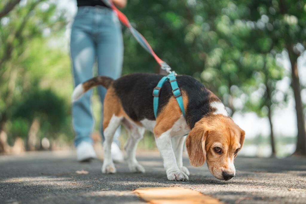 Una dog sitter porta a spasso un beagle
