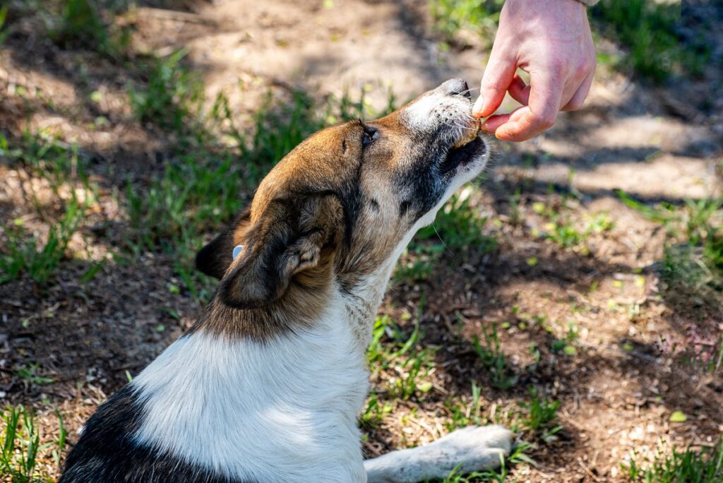 Un cane riceve da mangiare sdraiato sull'erba
